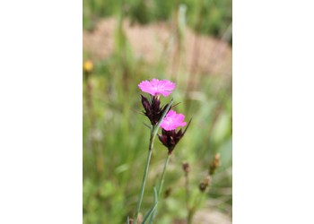 Karthäuser-Nelke (Dianthus carthusianorum) - © Philipp Sengl